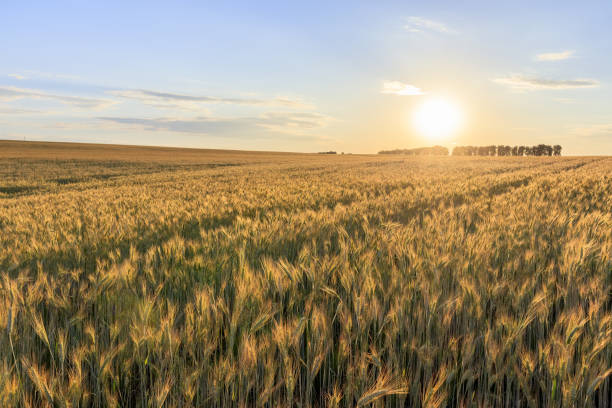 istock Sunset on the field with young rye. 997487962