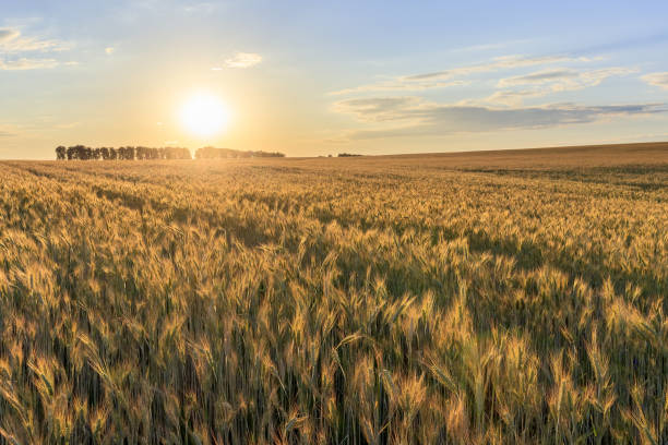 istock Sunset on the field with young rye. 997487980