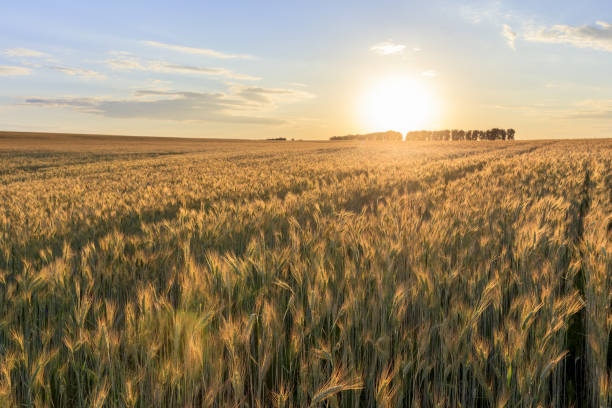 istock Sunset on the field with young rye. 997487990