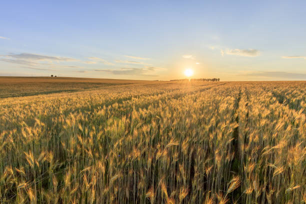 istock Sunset on the field with young rye. 997487998