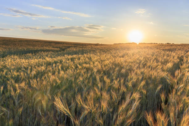 istock Sunset on the field with young rye. 997488008