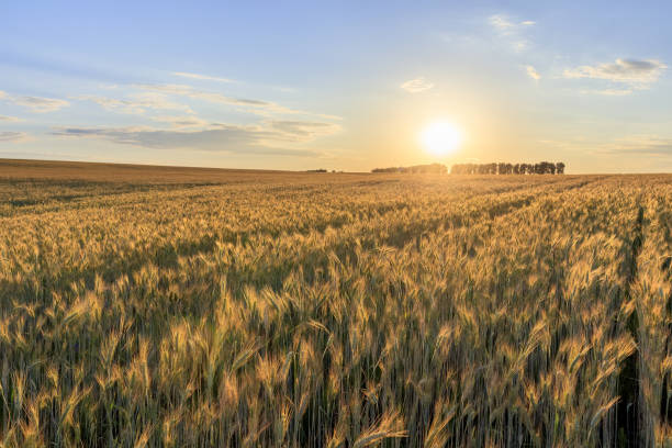 istock Sunset on the field with young rye. 997488016
