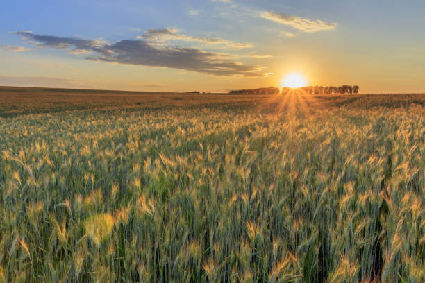 istock Sunset on the field with young rye. 997488020