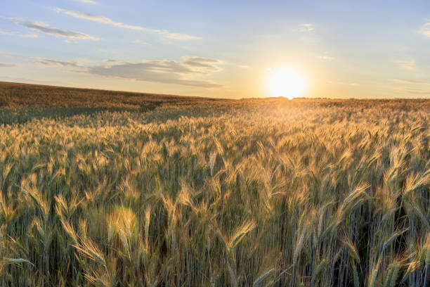istock Sunset on the field with young rye. 997488022