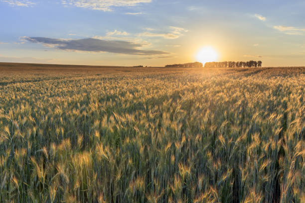 istock Sunset on the field with young rye. 997488026