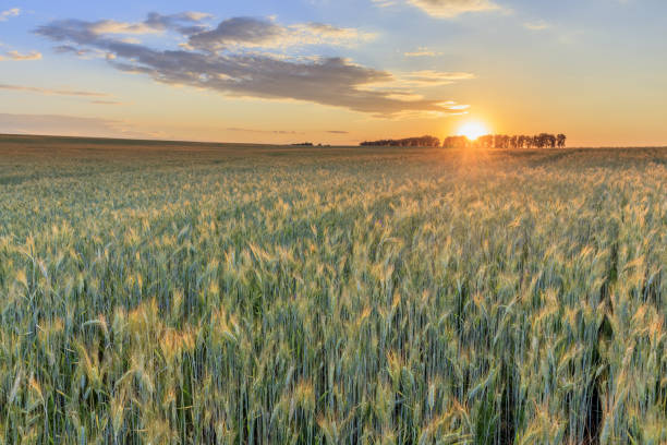 istock Sunset on the field with young rye. 997488036