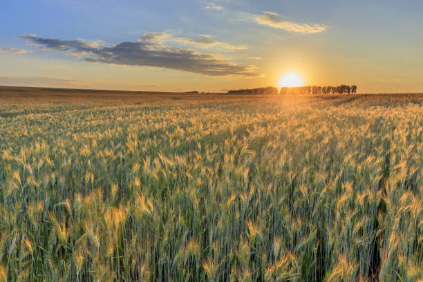 istock Sunset on the field with young rye. 997488040