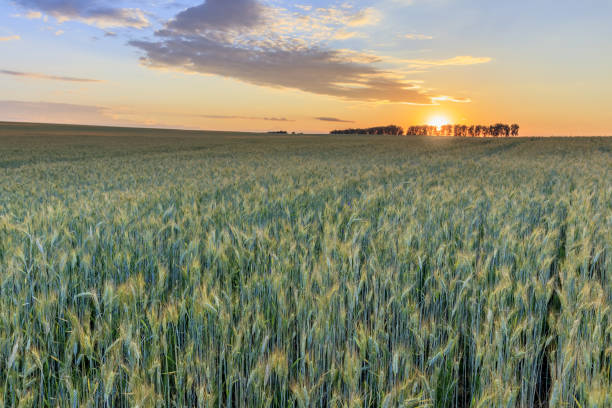 istock Sunset on the field with young rye. 997488044