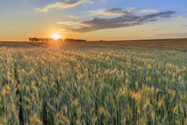 istock Sunset on the field with young rye. 997488054