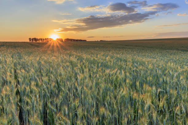 istock Sunset on the field with young rye. 997488058