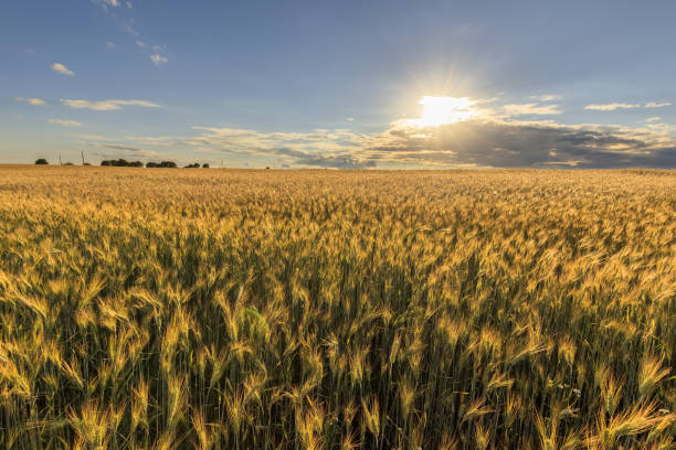 istock Sunset on the field with young rye. 997488210