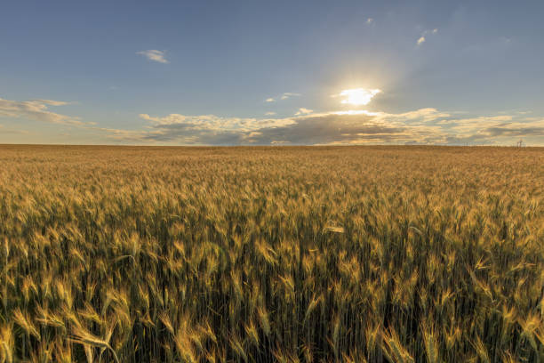 istock Sunset on the field with young rye. 997488212