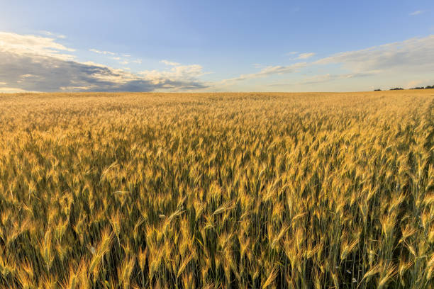 istock Sunset on the field with young rye. 997488786