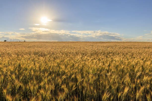 istock Sunset on the field with young rye. 997489162