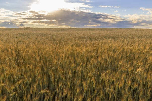 istock Sunset on the field with young rye. 997489444