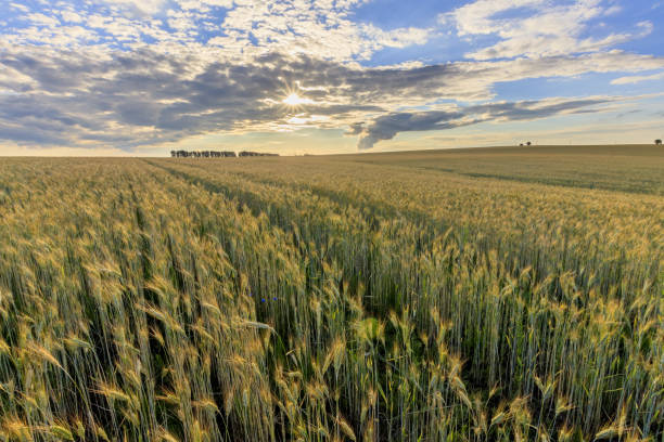 istock Sunset on the field with young rye. 997490290