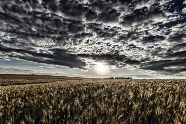 istock Sunset on the field with young rye. 997490326