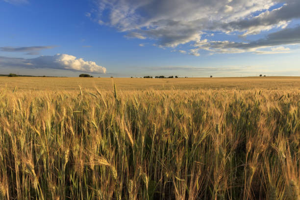 istock Field with young rye in evening. 997490356
