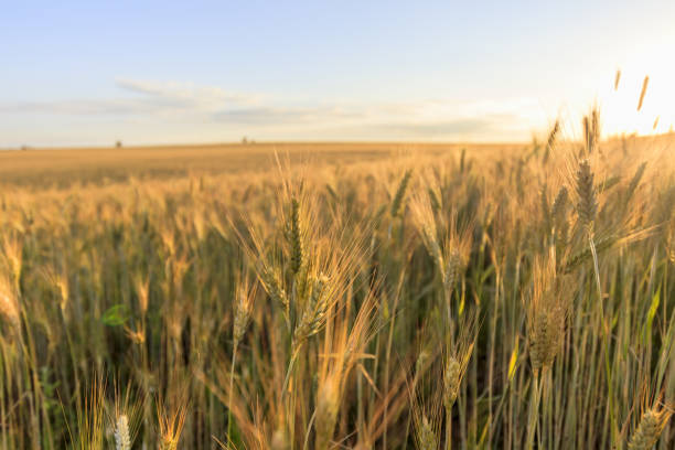 istock Sunset on the field with young rye. 997490638