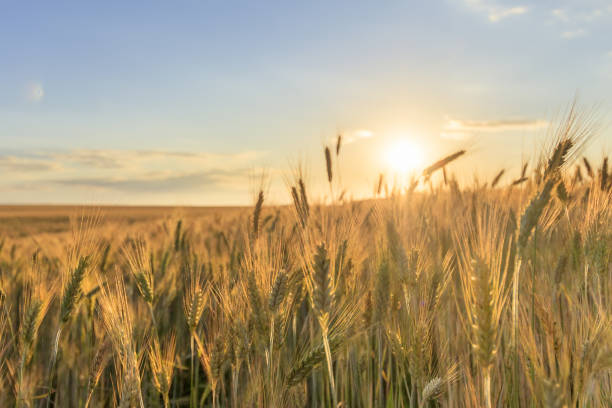 istock Sunset on the field with young rye. 997490642