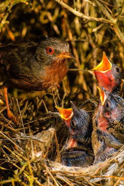 istock Watford Warbler (Sylvia undata) nest, adult feeding chickens 997491782