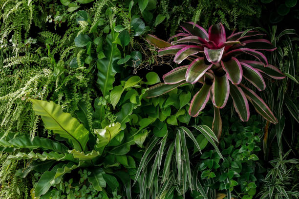 vertikale garten naturkulisse, grüne wand des teufels efeu, schwert farn, vogel nest farn, bunte leben verlässt bromelie und verschiedene sorten tropische blattpflanzen auf dunklem hintergrund. - bromeliad stock-fotos und bilder