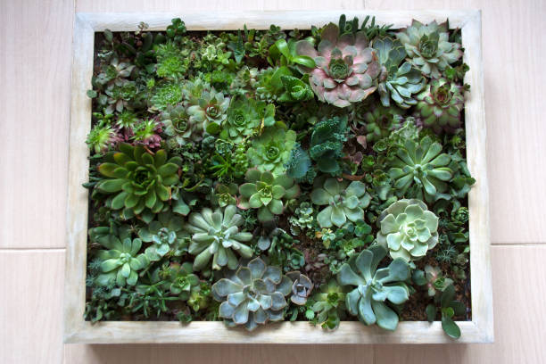 istock Various succulent plants living picture 997496670