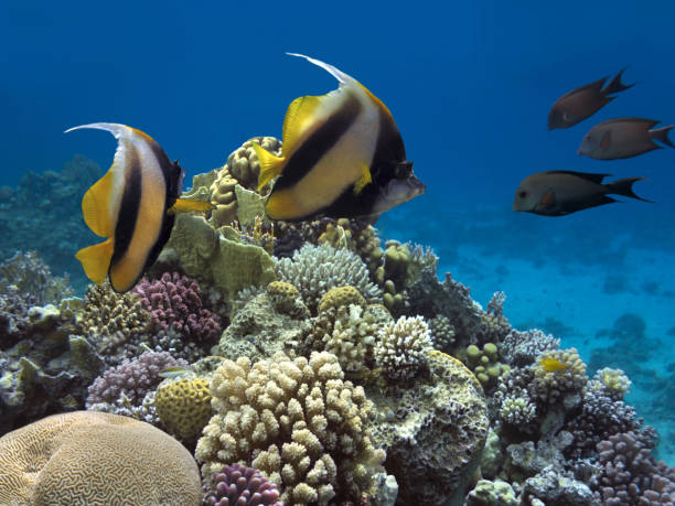 istock Pennant coralfish, longfin bannerfish, reef bannerfish. 997498934
