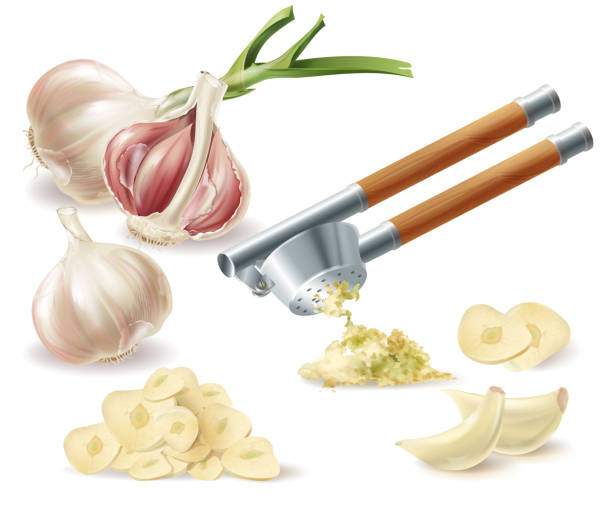 wichrona wektorowa z czosnkiem, goździkami i metalową prasą - garlic freshness isolated vegetarian food stock illustrations