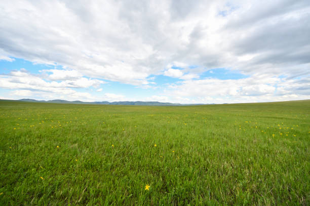 istock The steppe landscape of Mongolia 997500434