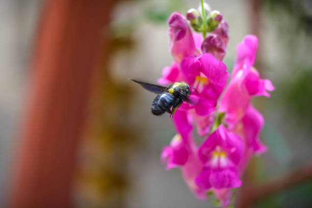 bumble bee vuelan a una flor de gladiolos para el néctar. - gladiolus flower white isolated fotografías e imágenes de stock