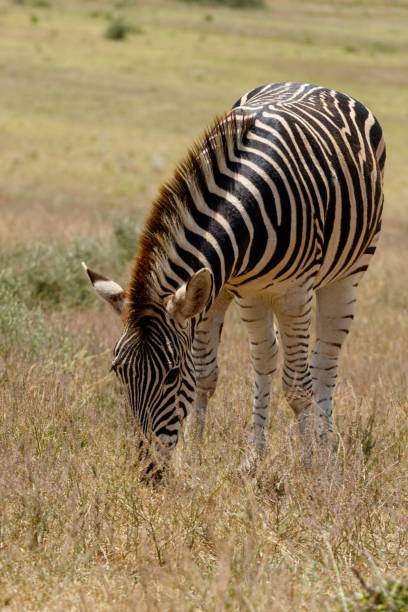 istock Zebra grazing in the field 997505336
