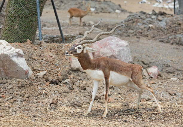 Blackbuck deer (Antilope cervicapra) in zoo.