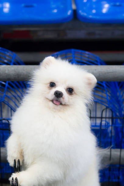 istock A lovely small white dog in the open cage 997512330