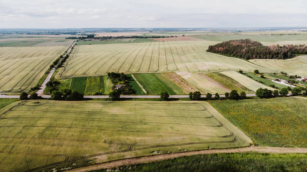 istock Aerial view of green rye and wheat  fields 997513034