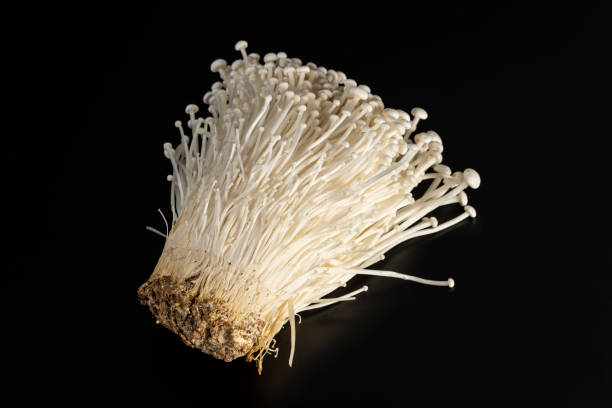 istock Enokitake, Flammulina velutipes 997518330