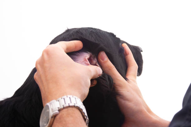 istock Veterinarian examining a dog 997518944