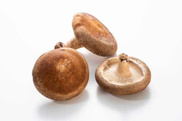 istock Shiitake mushroom, close-up 997519260