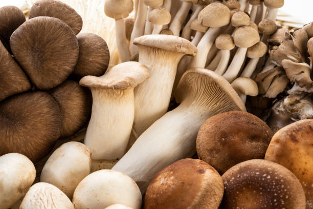 istock Various kinds of mushrooms 997519572