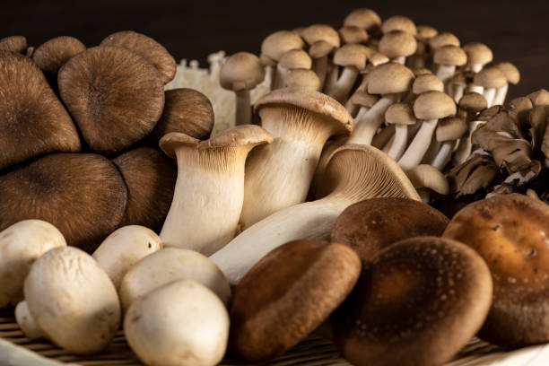 istock Various kinds of mushrooms 997519632