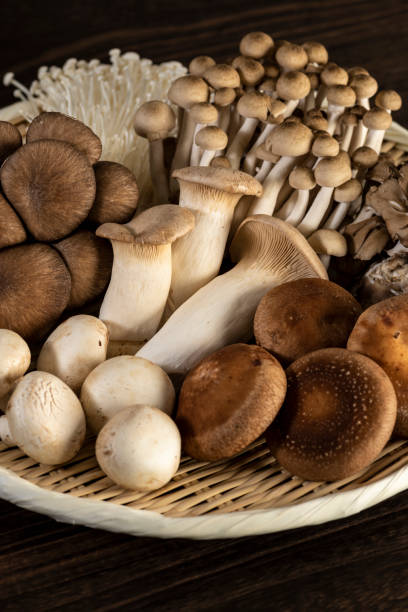 istock Various kinds of mushrooms 997519718