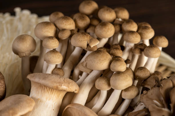 istock Various kinds of mushrooms, Brown beech mushroom 997520754