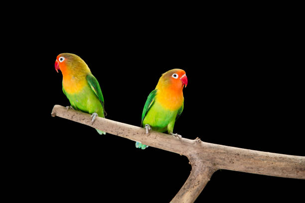 istock Fischer's lovebirds on branch 997531512