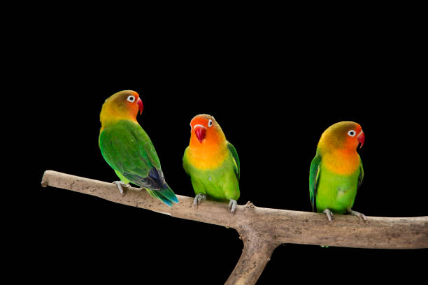 istock Fischer's lovebirds on branch 997531516
