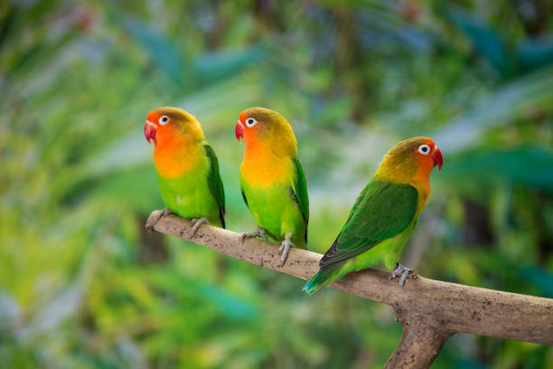 istock Fischer's lovebirds on branch 997531518