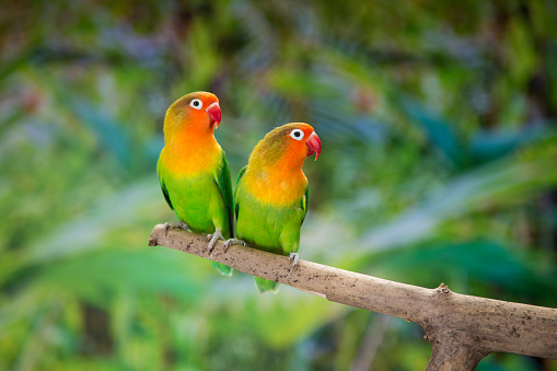 Fischer's lovebirds perching on branch.