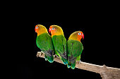 Fischer's lovebirds on branch