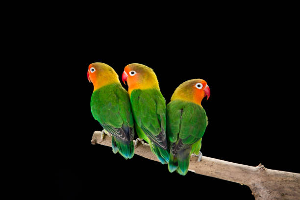 fischer's lovebirds on branch - inseparável de fisher imagens e fotografias de stock