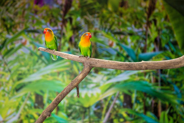 istock Fischer's lovebirds on branch 997531528