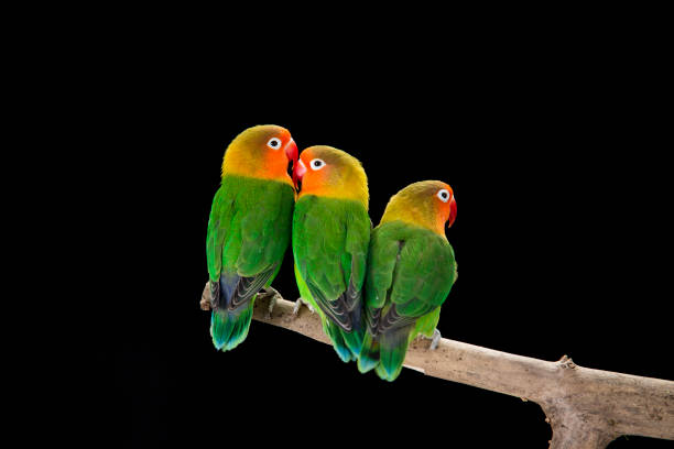 istock Fischer's lovebirds on branch 997531530